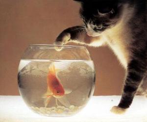 yapboz Bir balık izlerken kedi